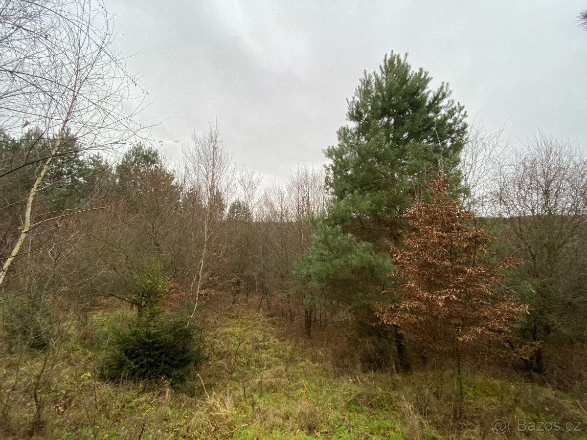 Lesní pozemek Šarovy - 9