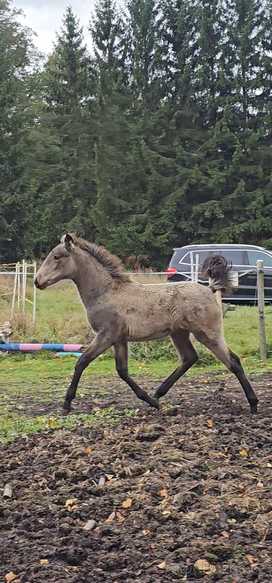 TOP klisnička PSL - 9