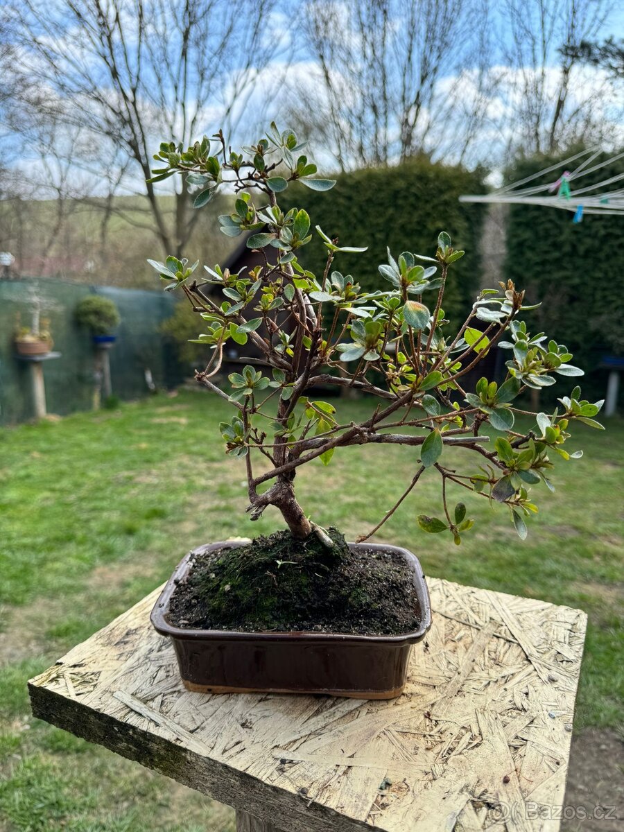 Bonsaj,bonsai Japonske Azalky - 9