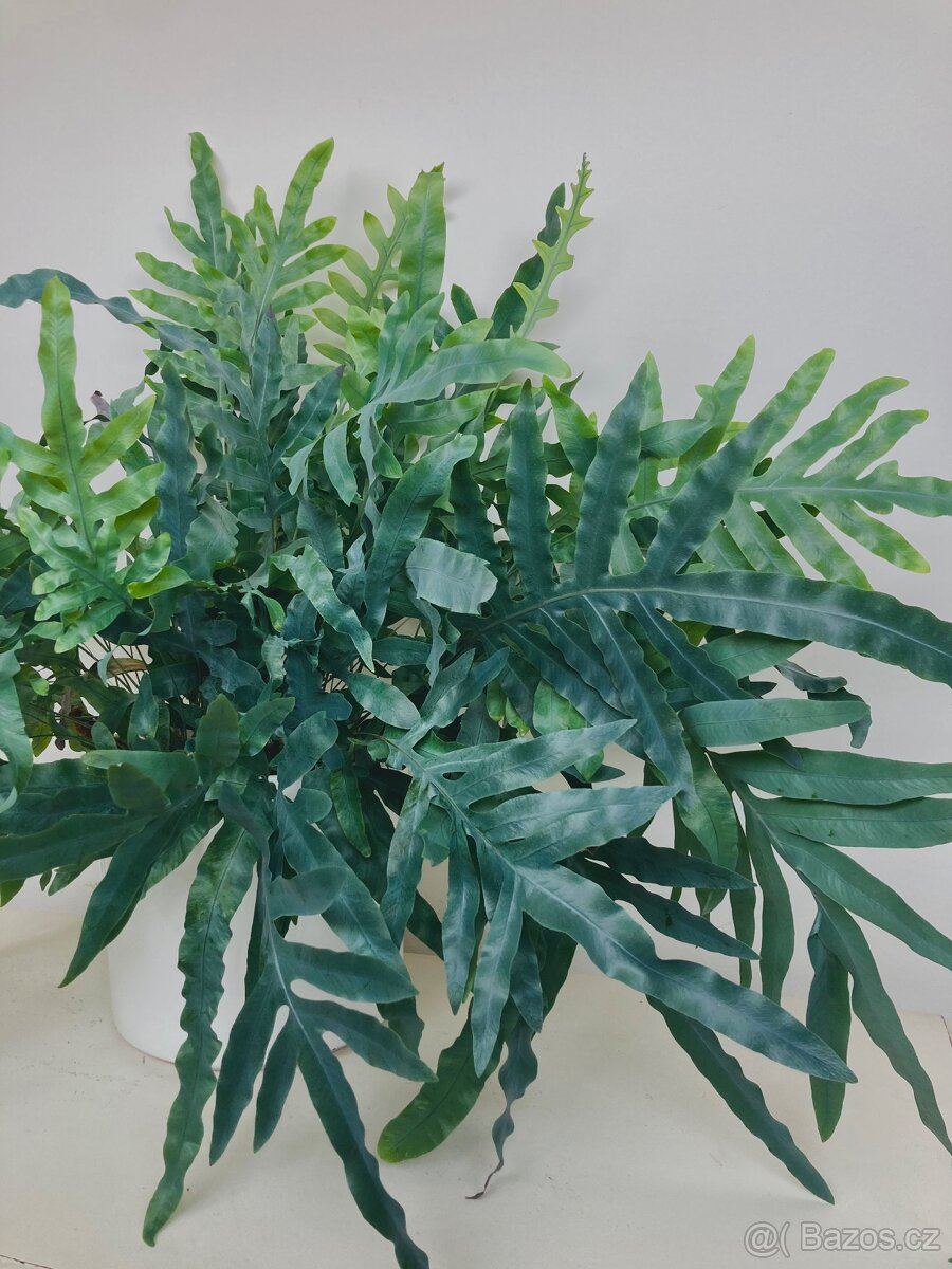 Živá rostlina Tečkovka, Phlebodium Aureum - 9