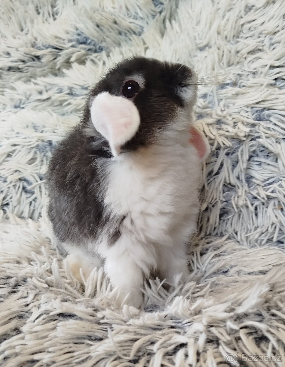 Minilop - anglický zakrslý beránek s VP - 9