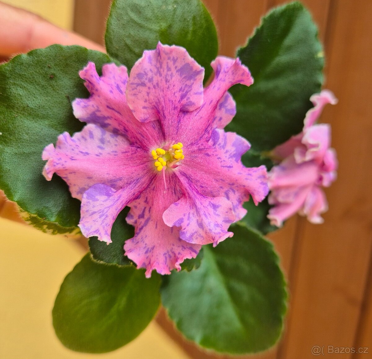 Africké fialky - Saintpaulia - 9