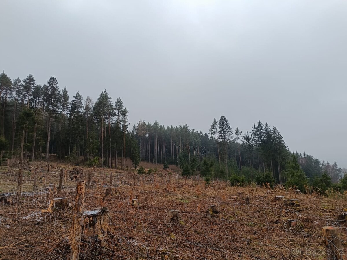 Prodej lesa na Šumavě - 9