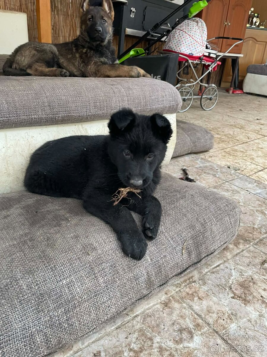 Německý ovčák - 9