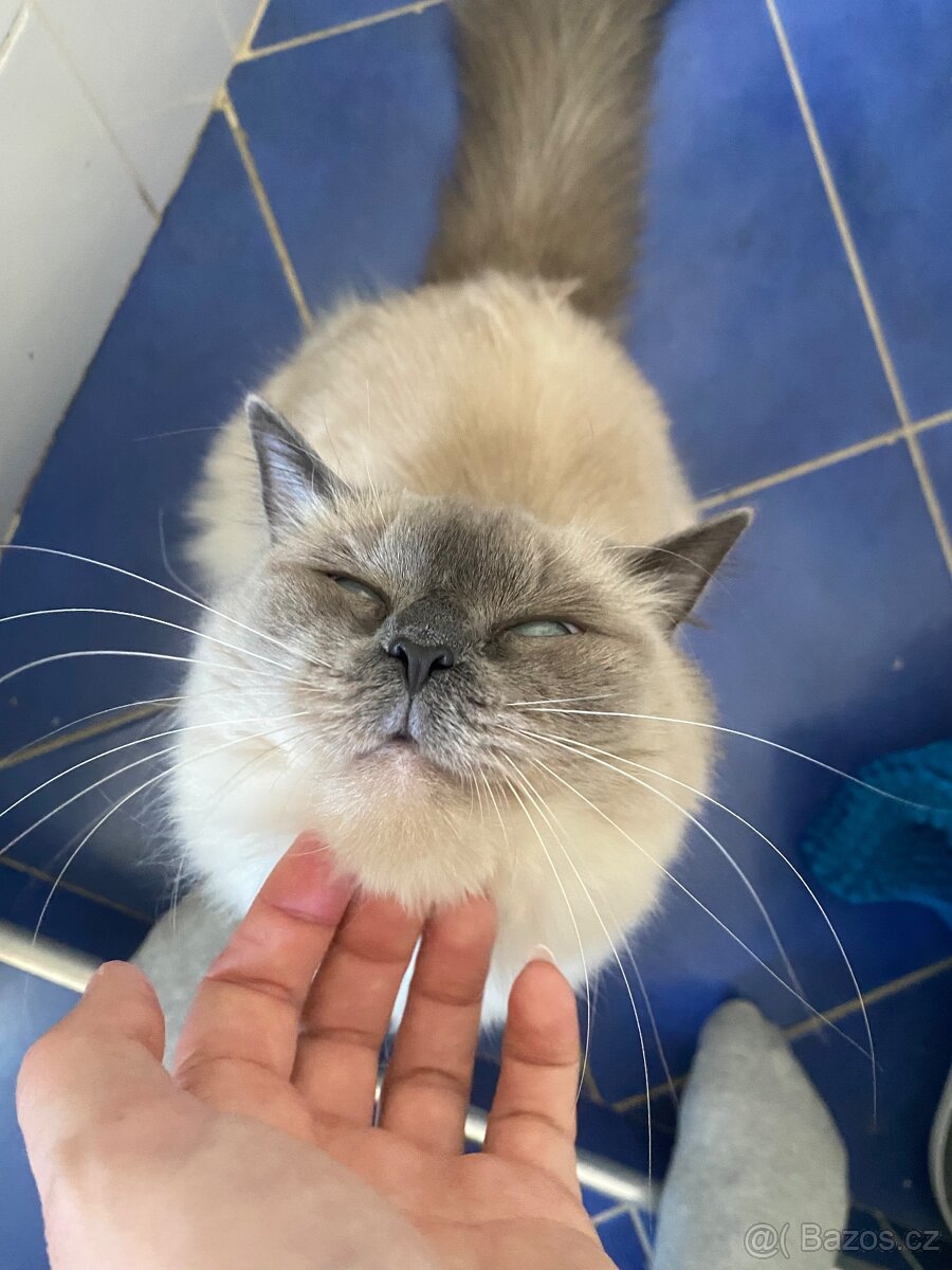 Hledám dočasnou péči pro Ragdoll kočičku - 9