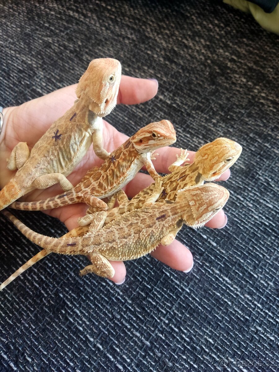 Agama vousatá - mláďata z vlastního chovu - 9