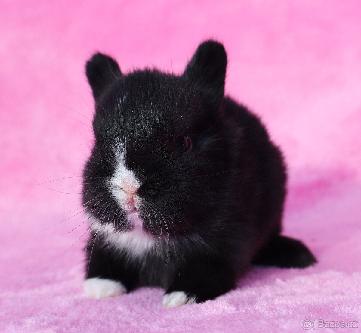 Zakrslý králíček , maličký krátkouchý sameček . - 9