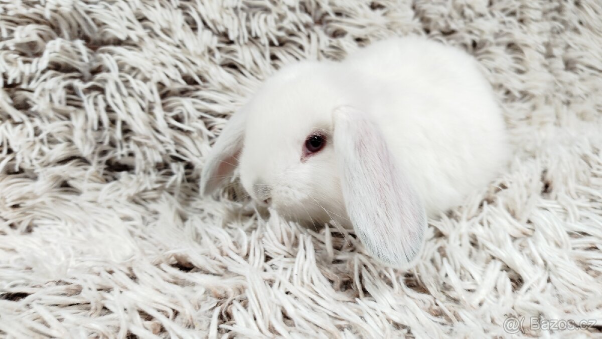 Zakrslý beránek, králíček, králík - MOLLY - 9