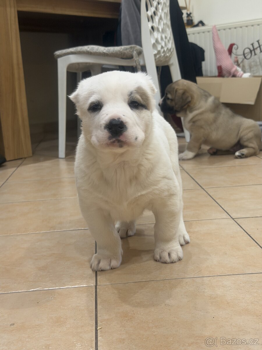 Středoasijský pastevecký pes štěňátka - 9