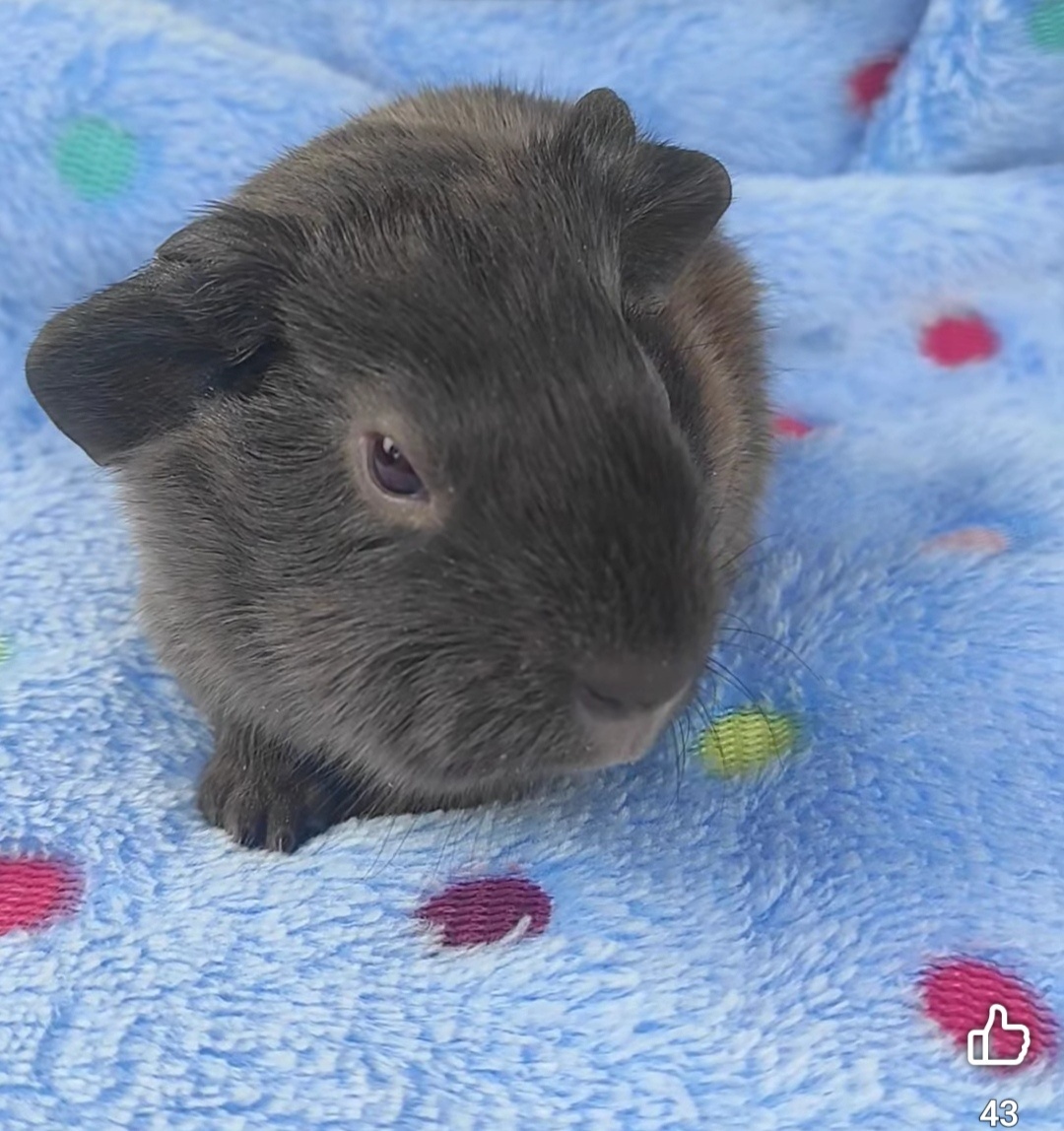 Morčata, morče, morčátka kluci i holky - 9