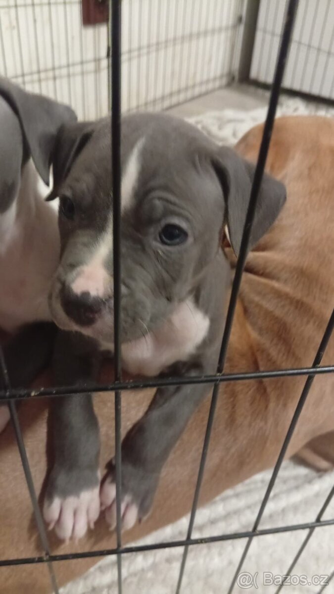 Americký stafordšírský teriér - 9