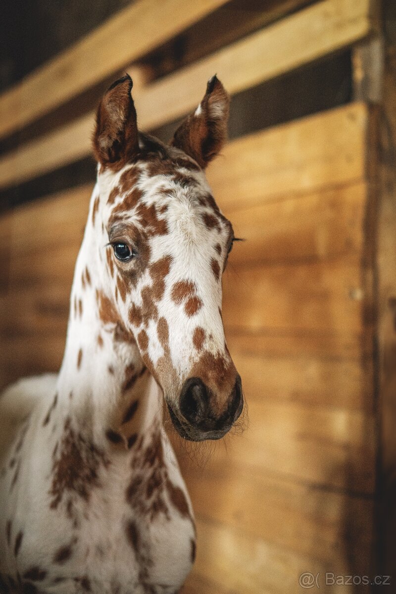 Nádherná klisna sportovního knabstruppera - 9