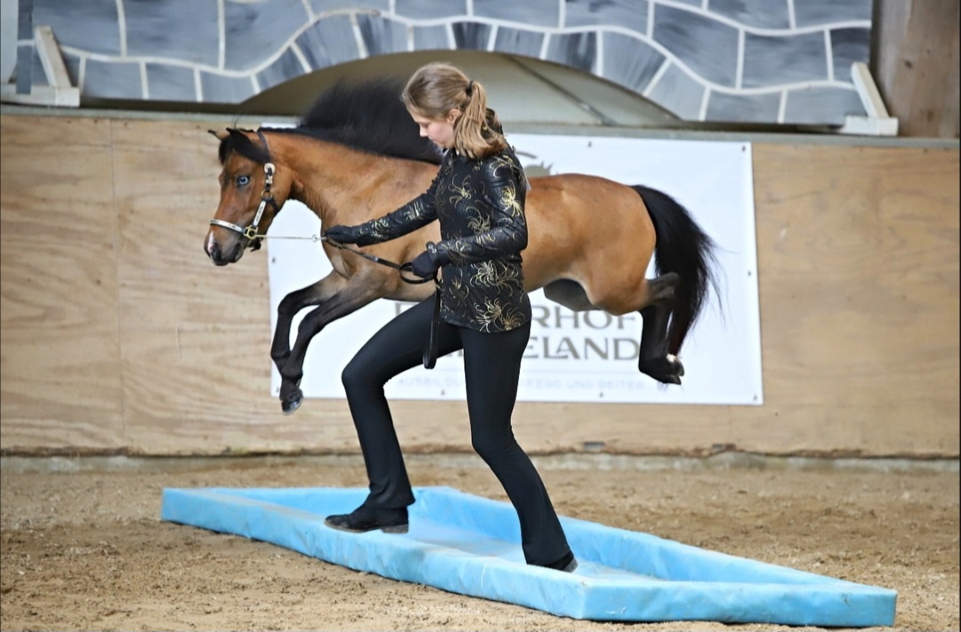 Minihorse klisna - 9