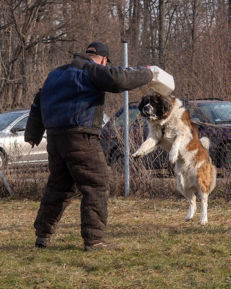 Moskevský strážní pes s PP FCI. - 9