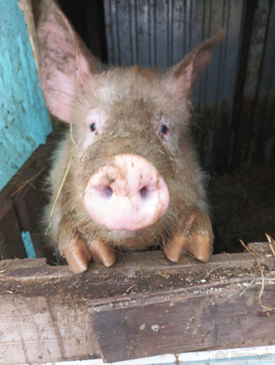 Prodám prase - 9