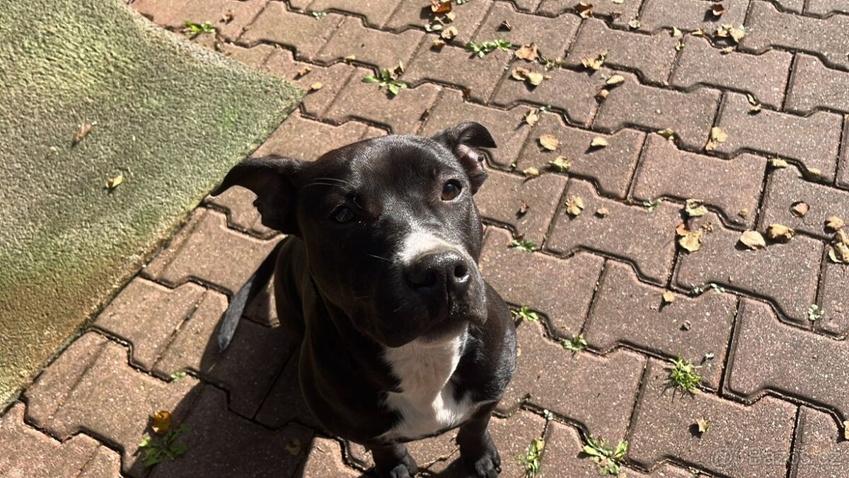 Štěňata - Americký stafordšírský teriér bez PP - 9