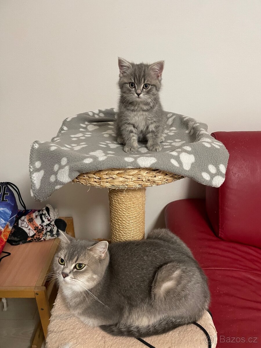 koťátko bez PP (kočička tmavá) - 9