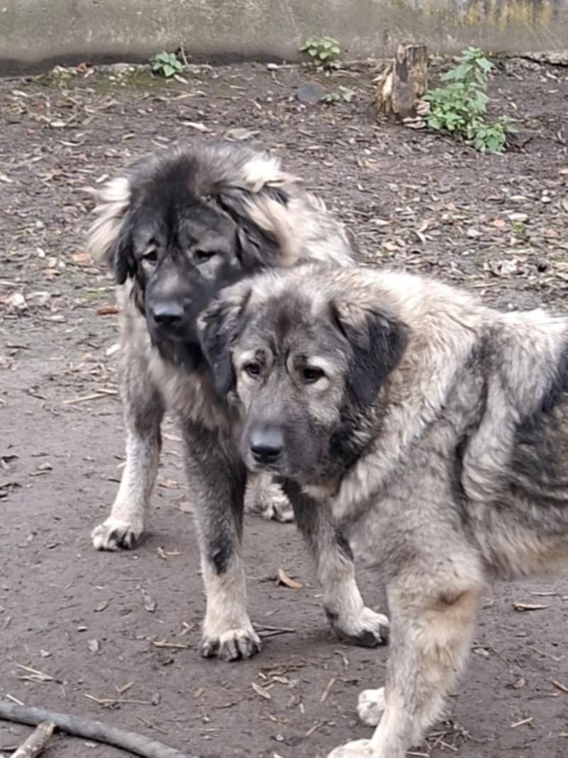 Štenátko Kaukazský ovčiak - 9