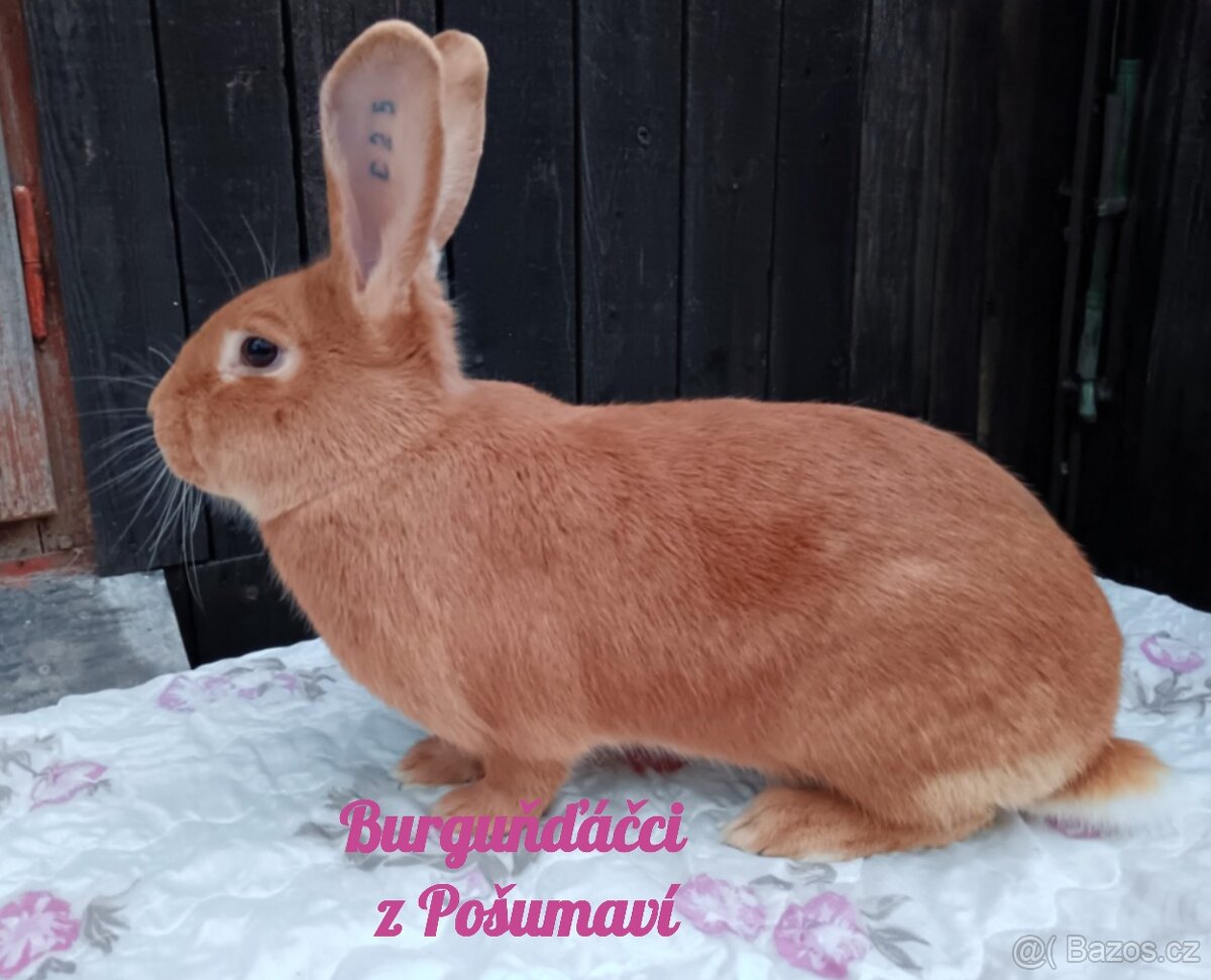 BURGUNDSKÝ králík s PP - SAMEČCI A SAMIČKY ⭐️⭐️⭐️ - 9