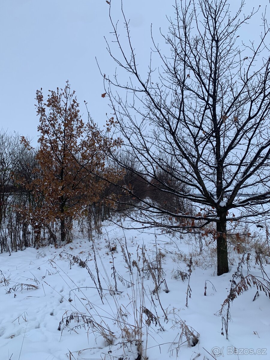 Údržba zeleně - 9