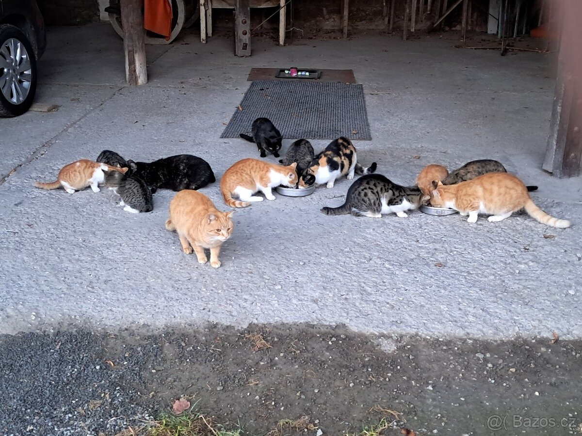 Daruji kocourky a kočičku - 9