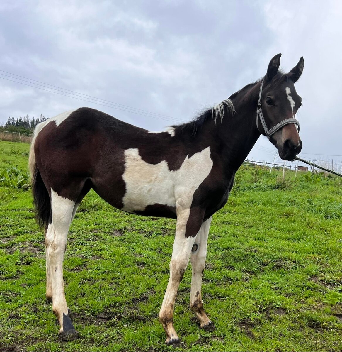 Predám 10 ročného žrebca Paint Horse - 9