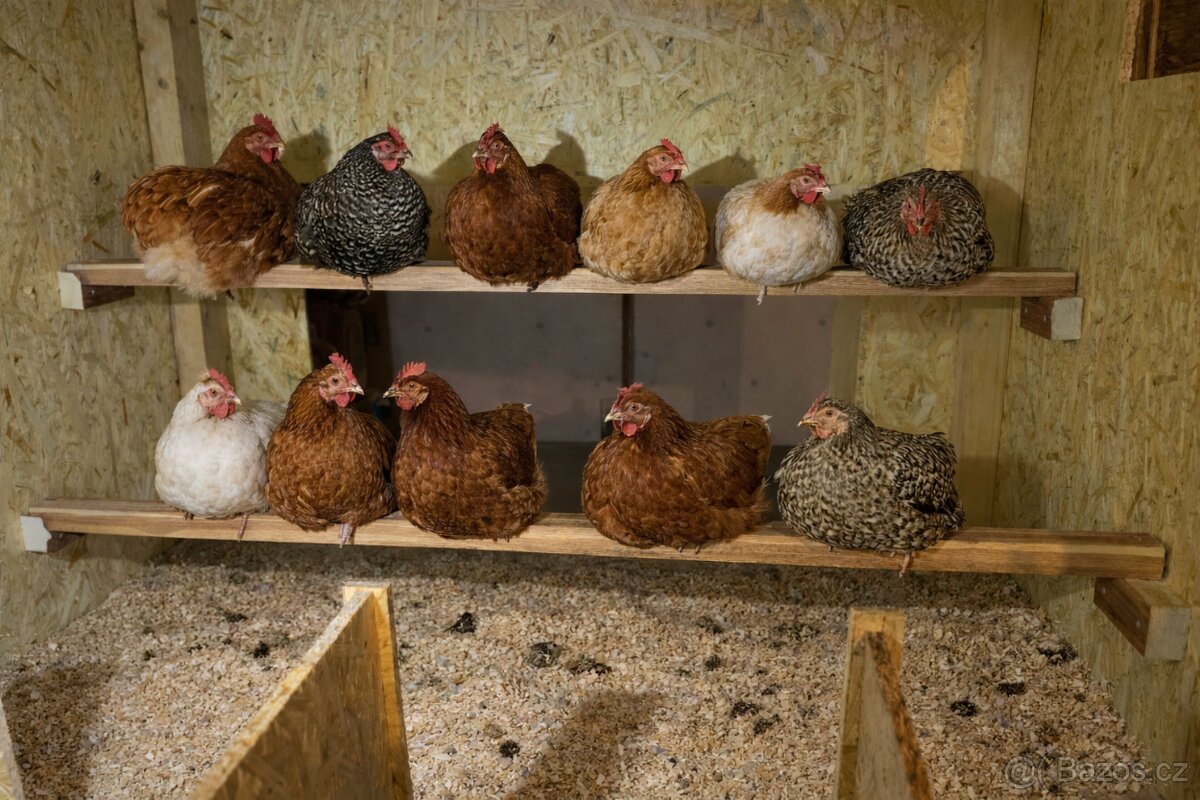 Kurník pro slepice - 9