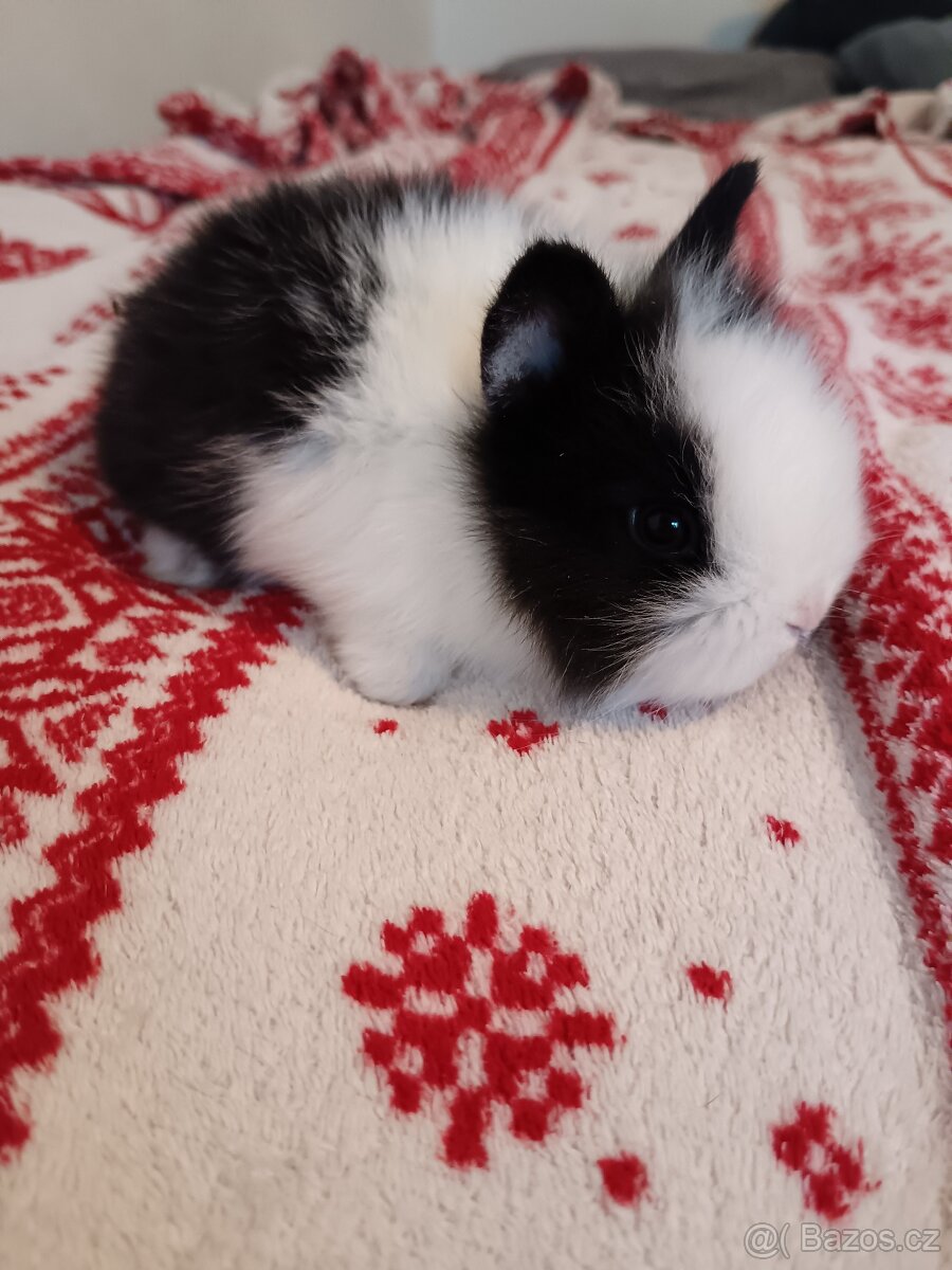 Zakrslý králík králíček - 9