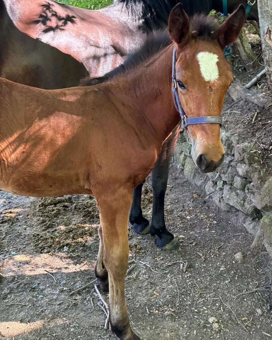 Hřebec original Knabstrupper - 9