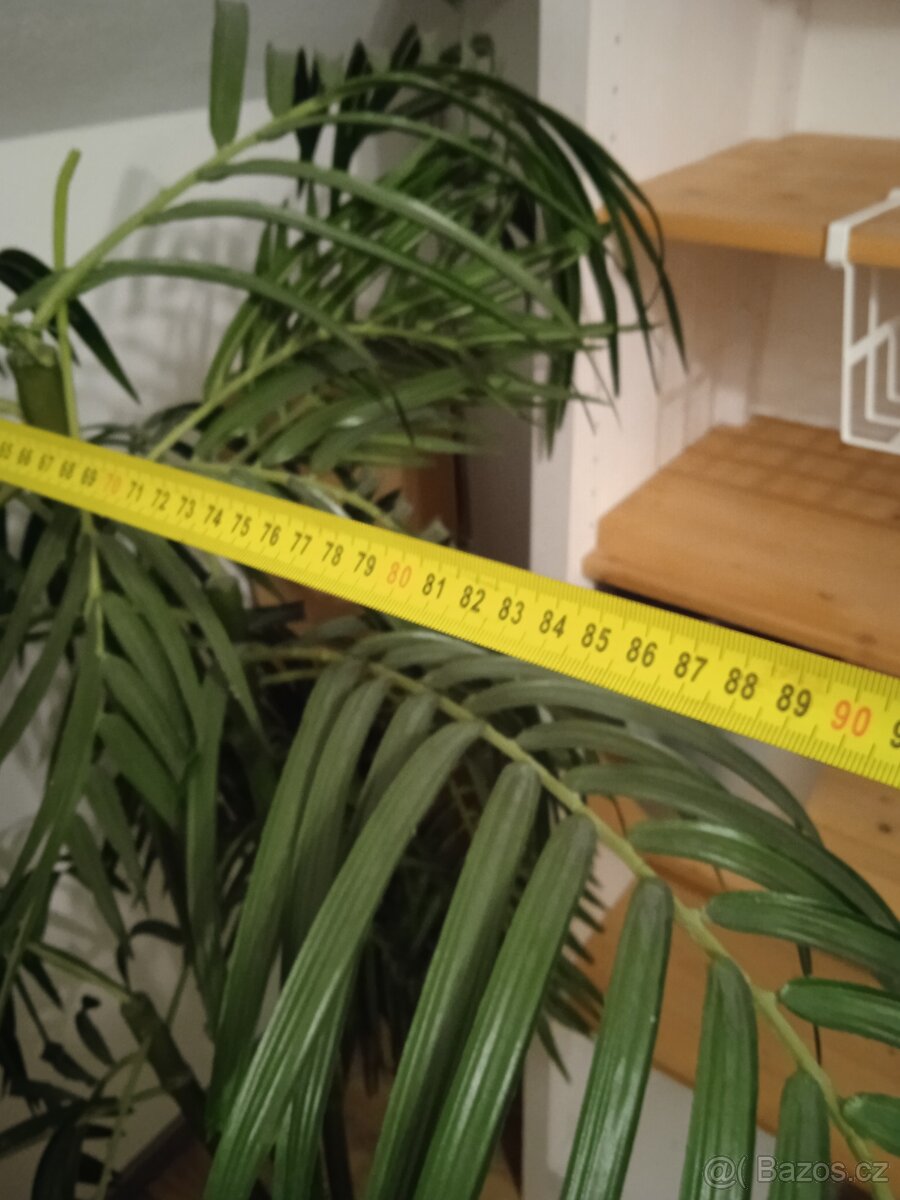 Prodám 2x umělá rostlina, výška cca 150cm - 9