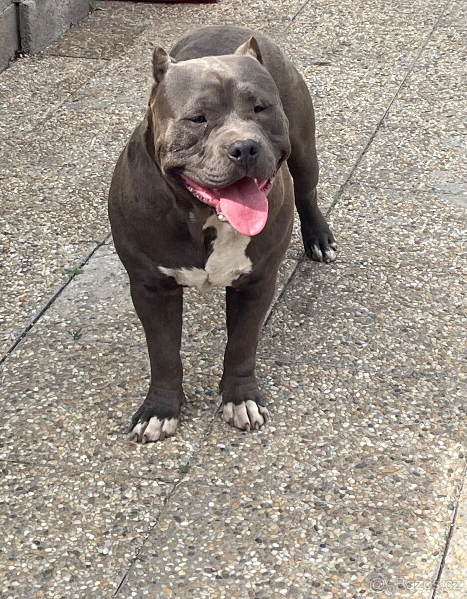 American Bully - 9