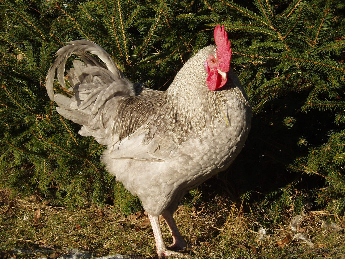 Prodám krásného kohouta do chovu - 9