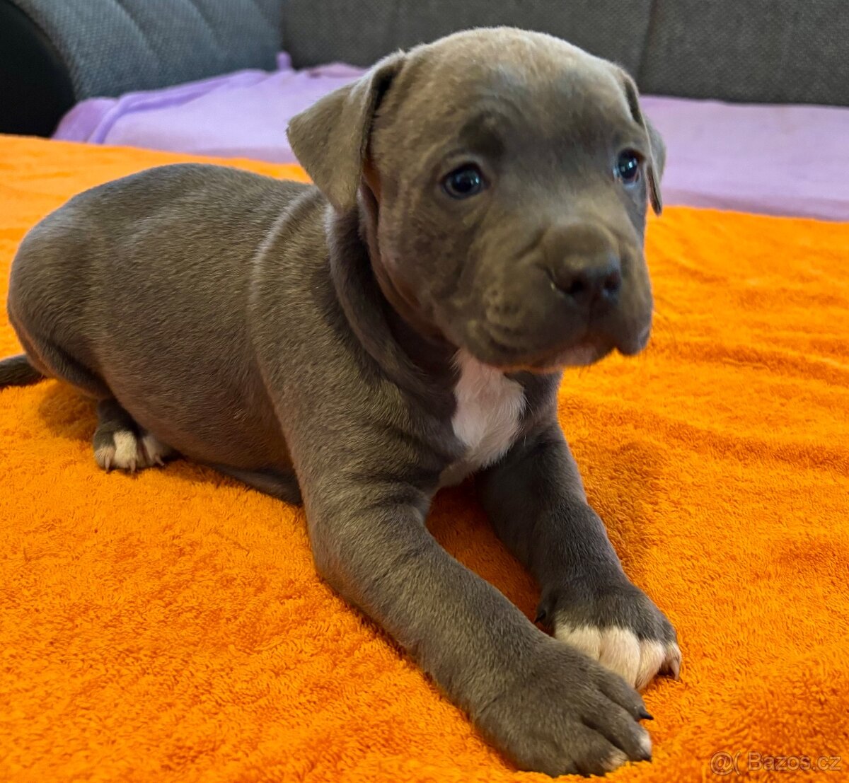 Americký Stafordširský Teriér - 9