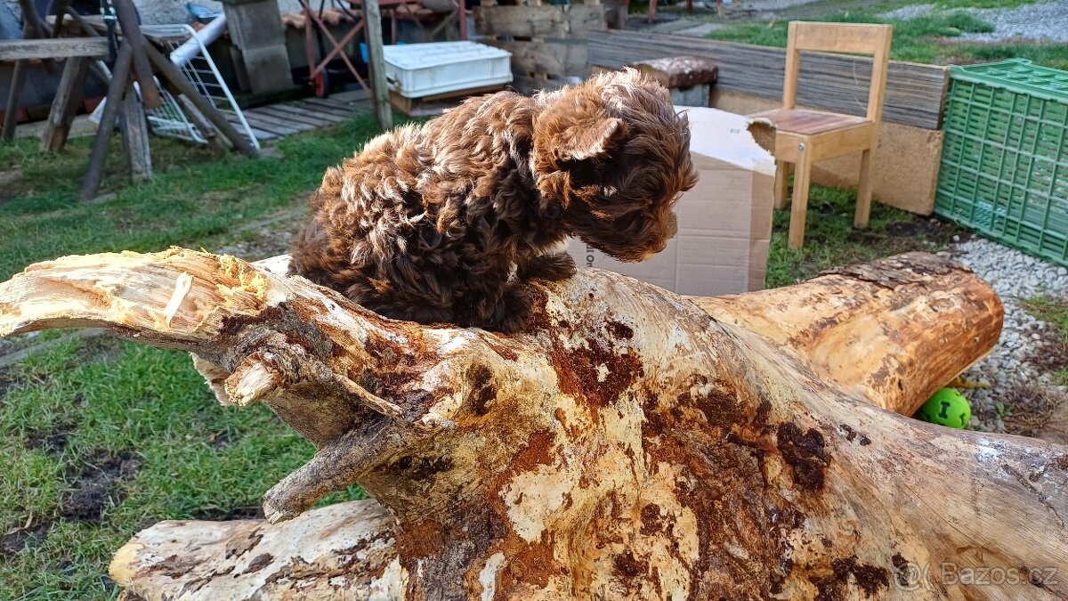 Štěňata Yorkchir - 9