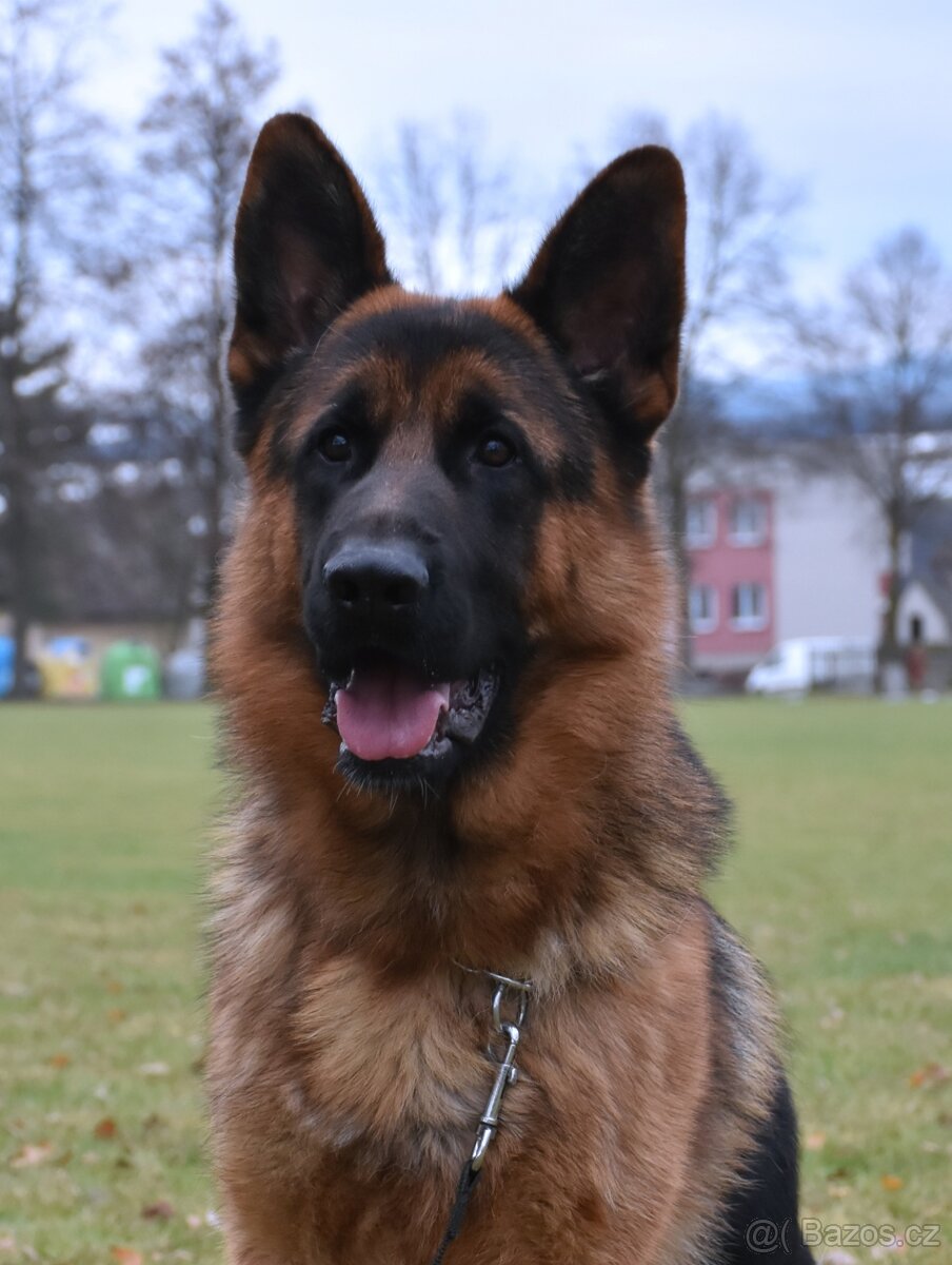 Německý Ovčák - 9
