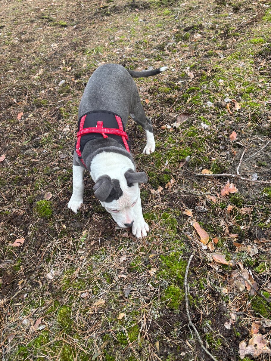 Americký stafordsirsky terier, Stafford, amstaf - 9