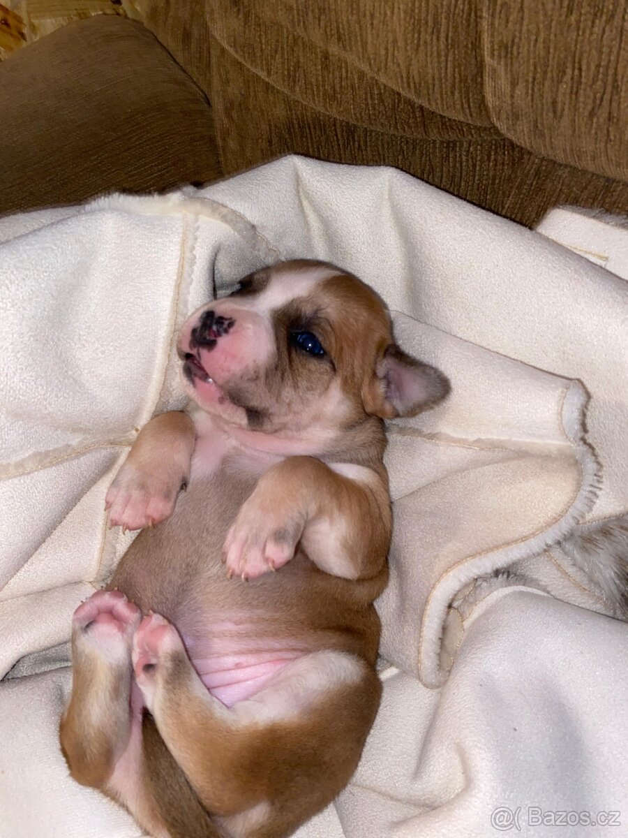 Americký stafordšírský teriér bez pp - 9