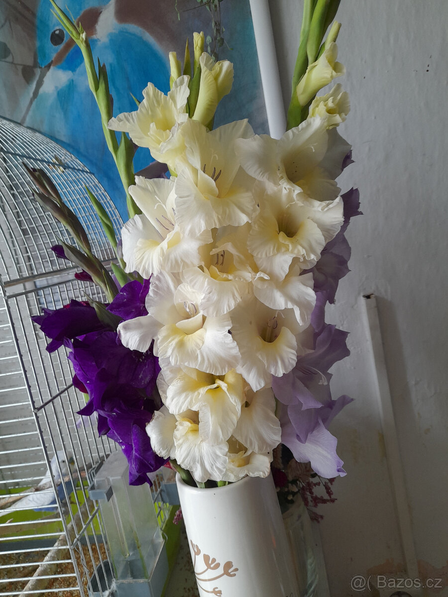 mečíky, cibule mečíků - 9