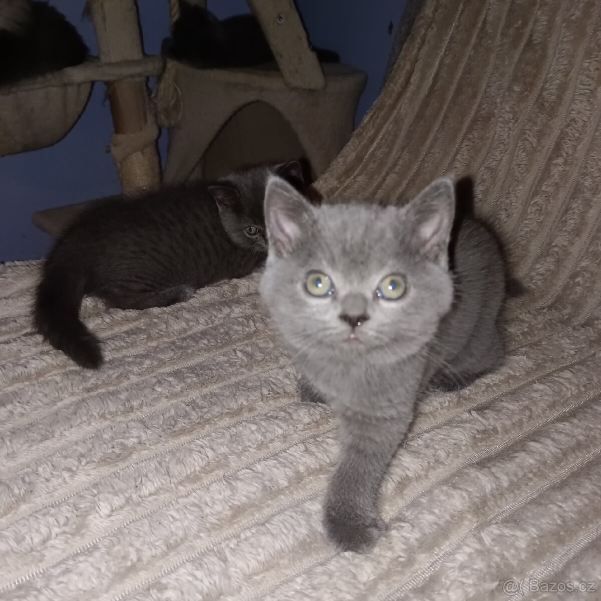 Britská koťata - 9