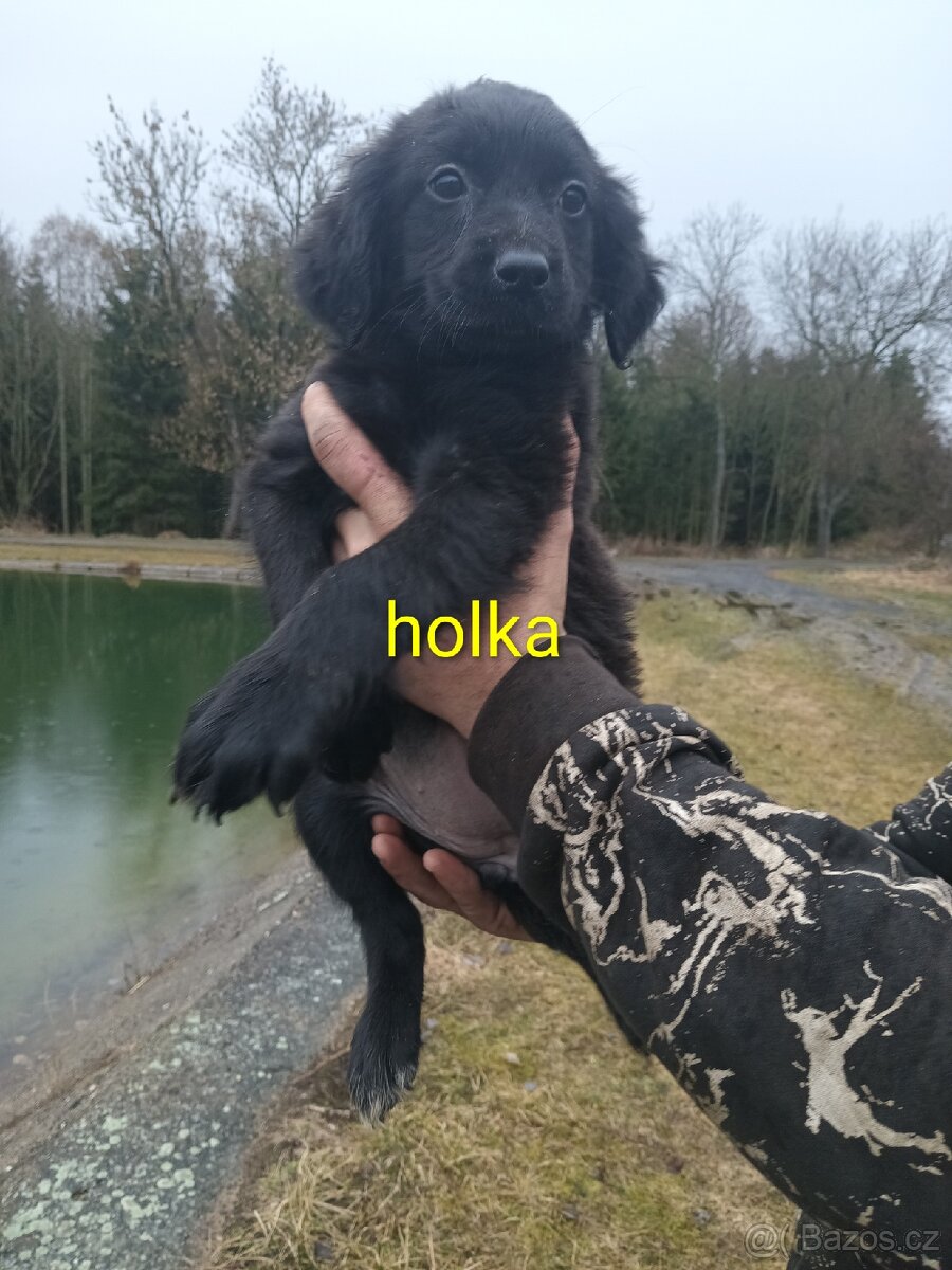 Poslední Vánoční štěňátka - 9