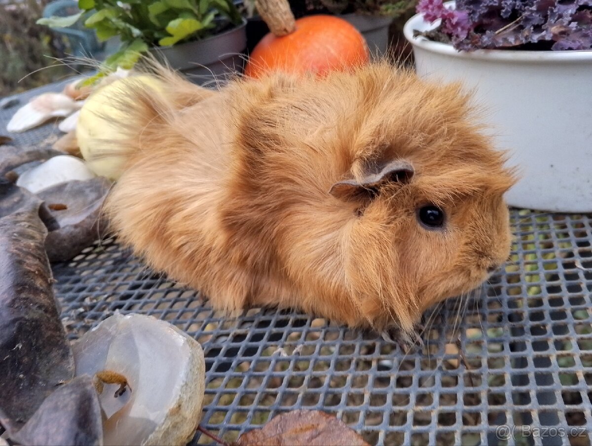 Morčátko holčička - 9