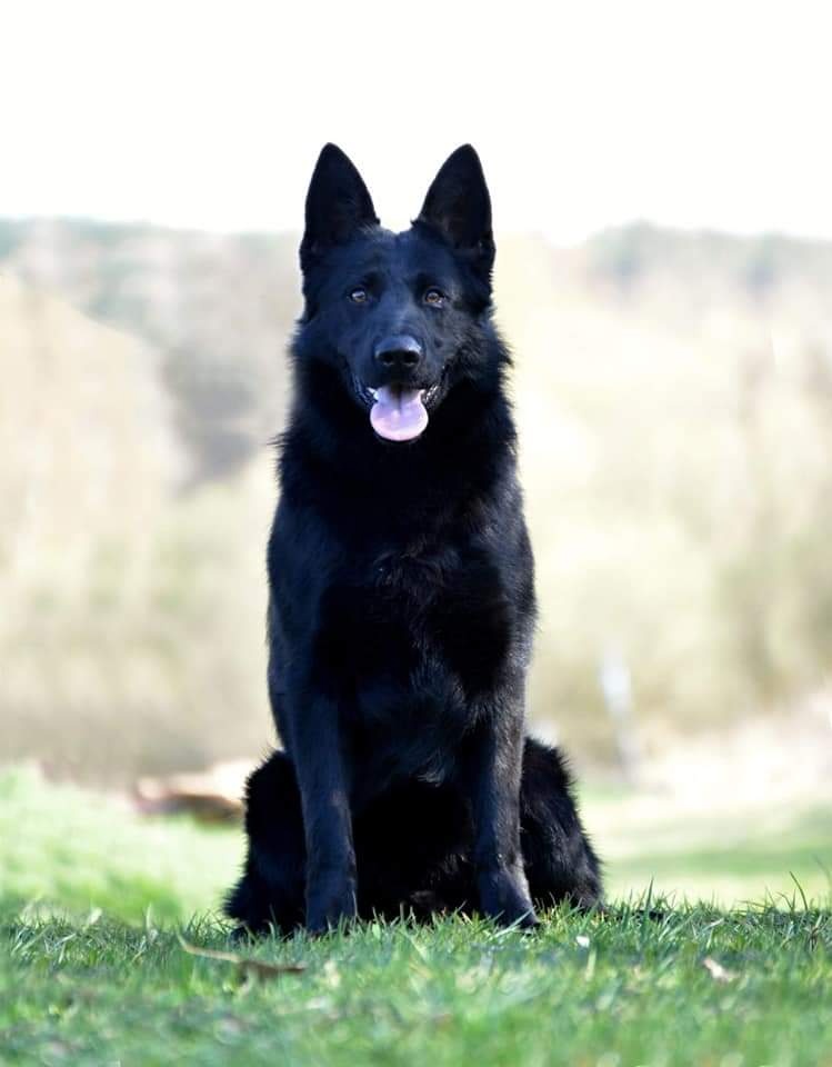 Německý ovčák štěňátka - 9