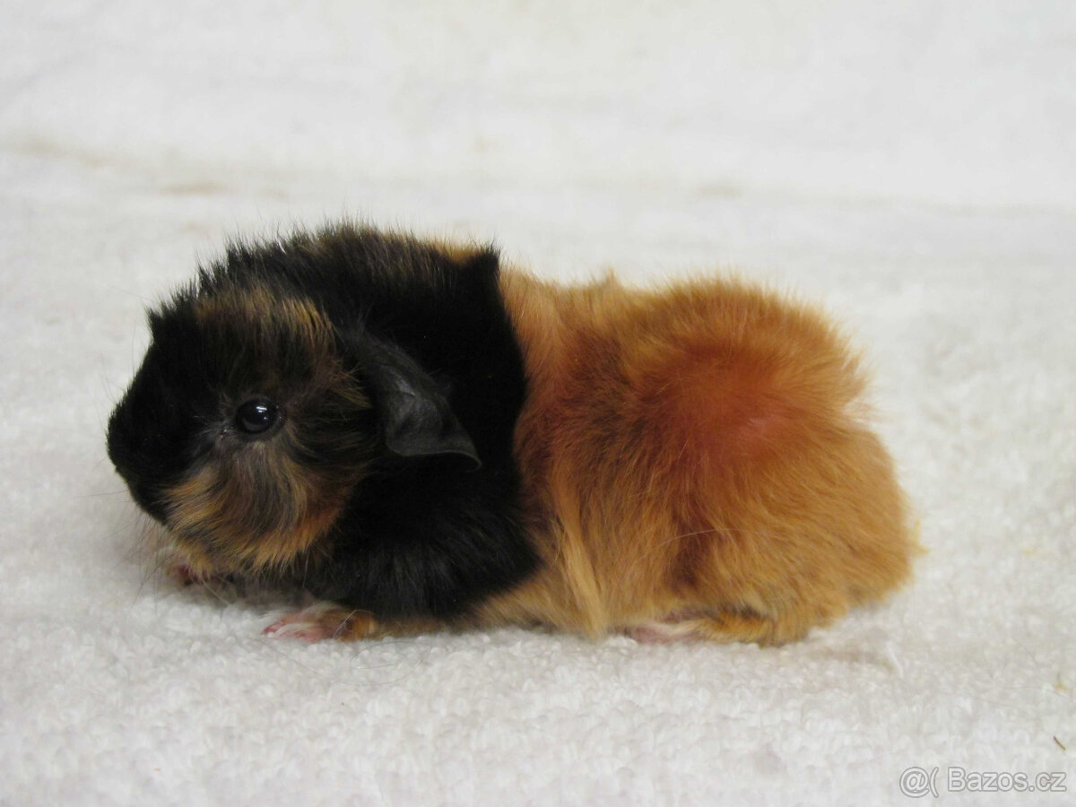 Morče peruánec - 9