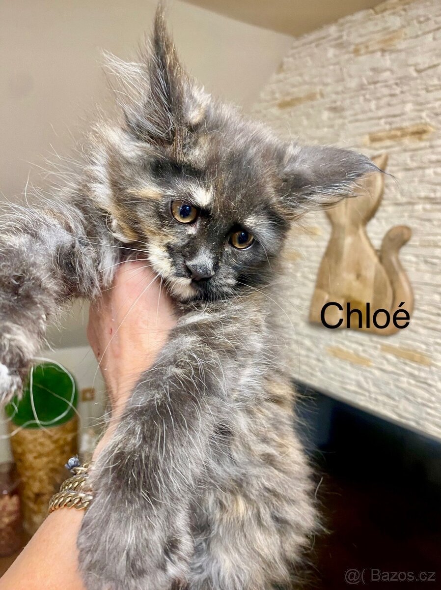 Mainská mývalí s PP - 9