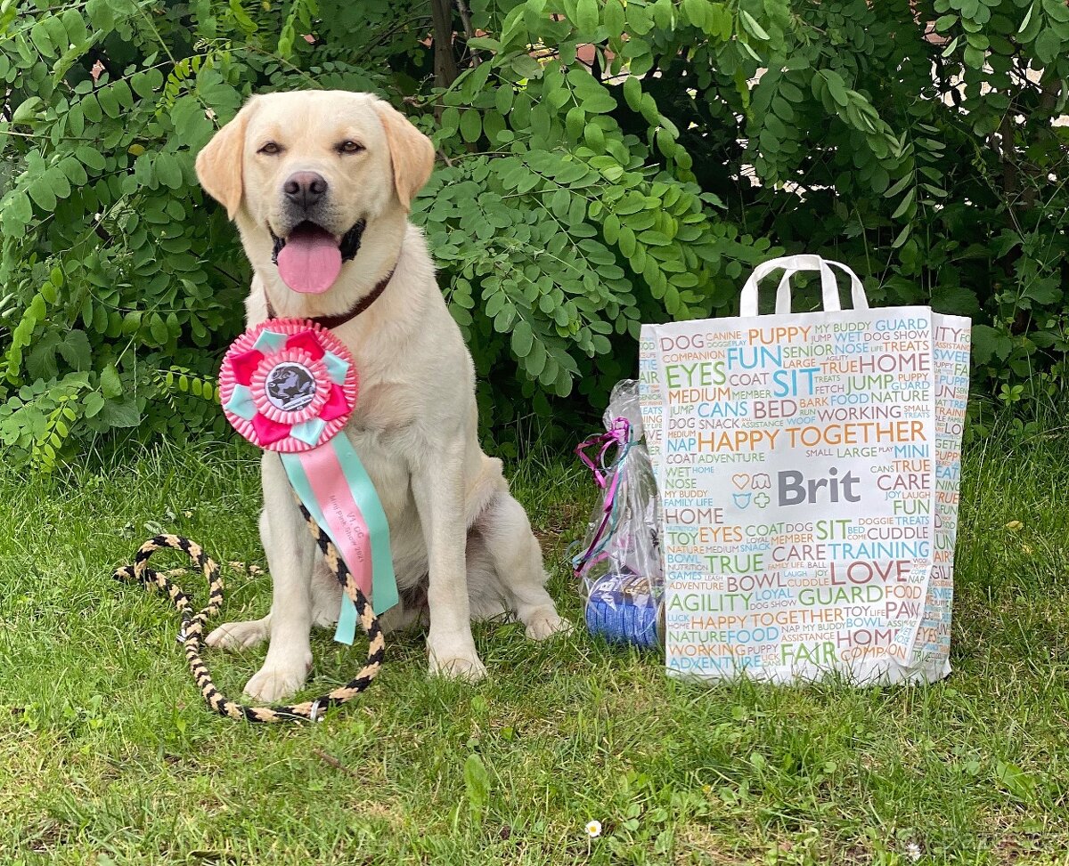 Labradorský Retriever ke krytí - 9