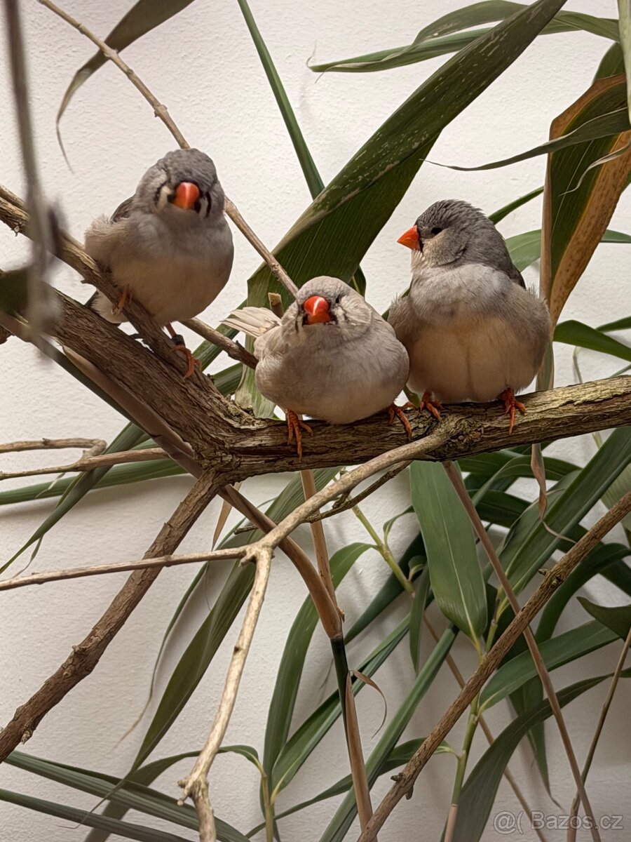 Výstavní zebřičky - 9