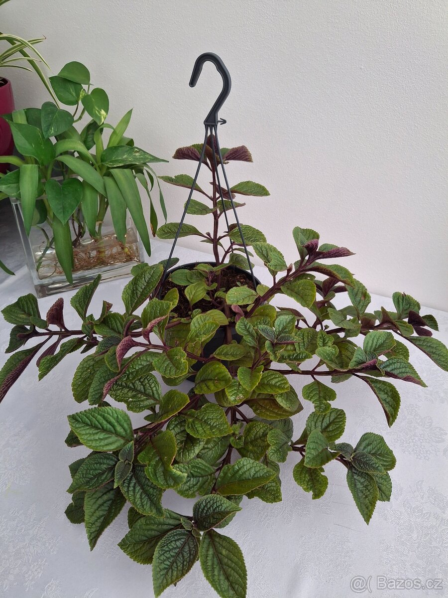 Zelenec 2 ks 150 Kč, ev.1 ks 100 Kč - 9