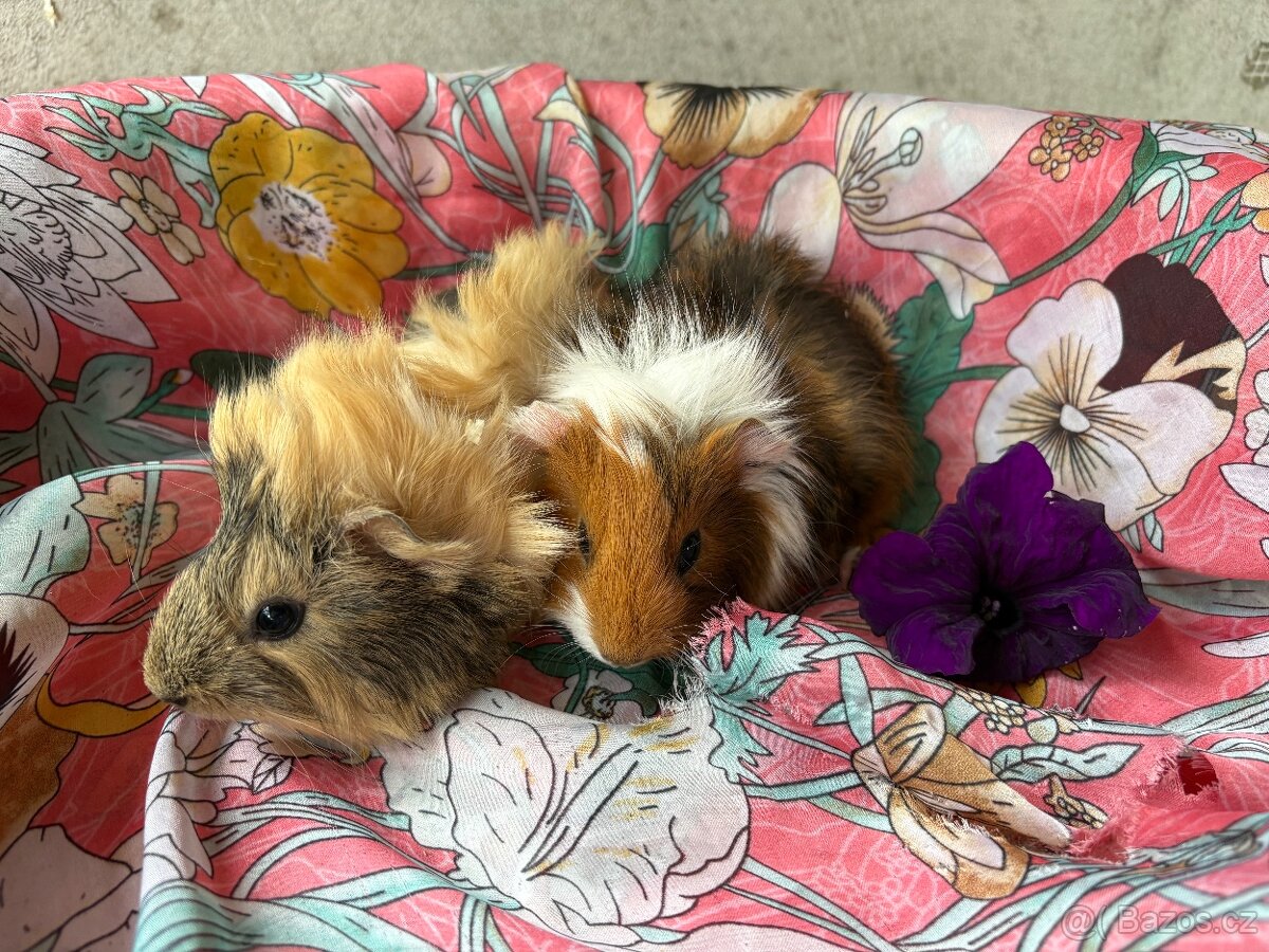 MORCE , MORČATA , MORČÁTKA 🐹 - 9