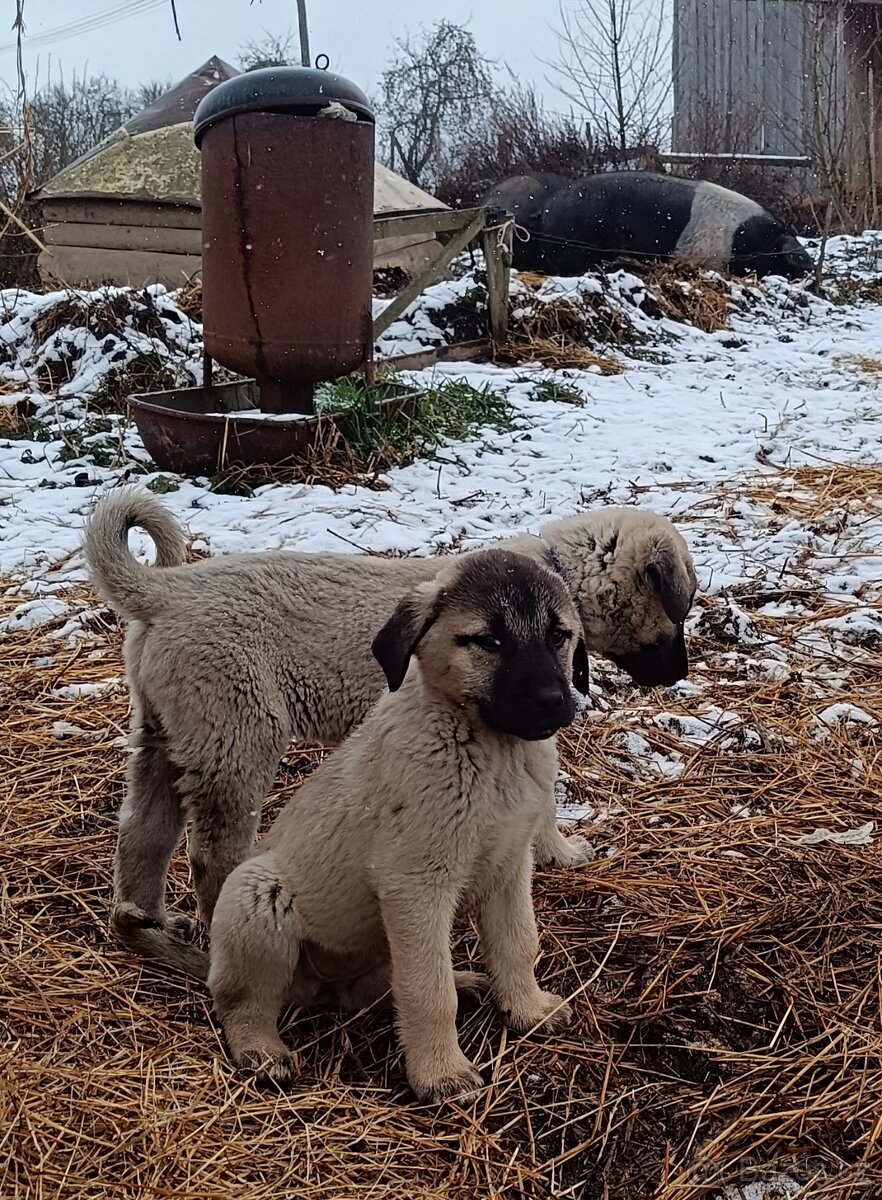 Kangal-štěňátka-pejsek-ihned k odběru - 9