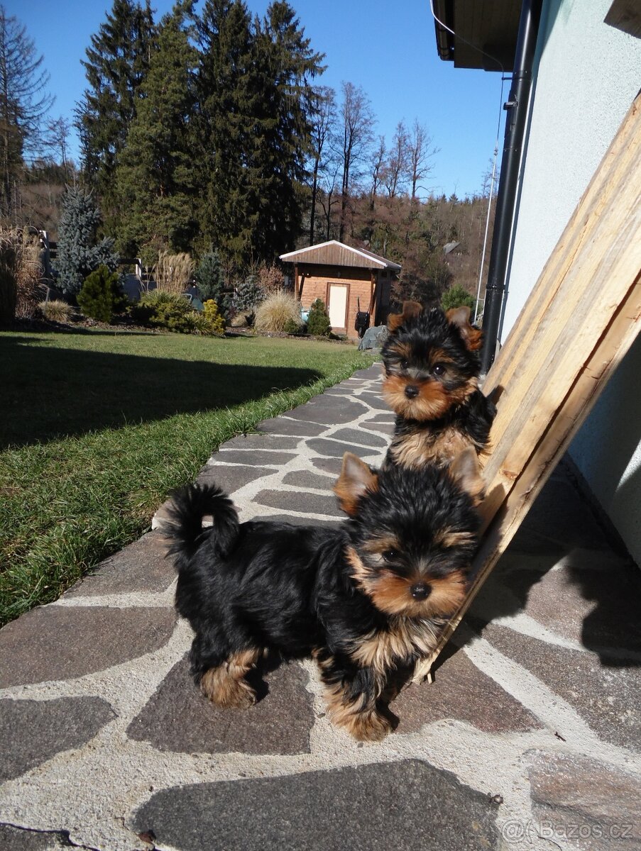 Jorkšírský terrier s PP - 9